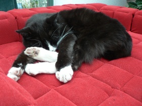 Chip Chip: Eine Katze die unser Gesch�ft besuchte