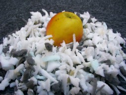 Apfen in Schaumstoffflocken gebettet